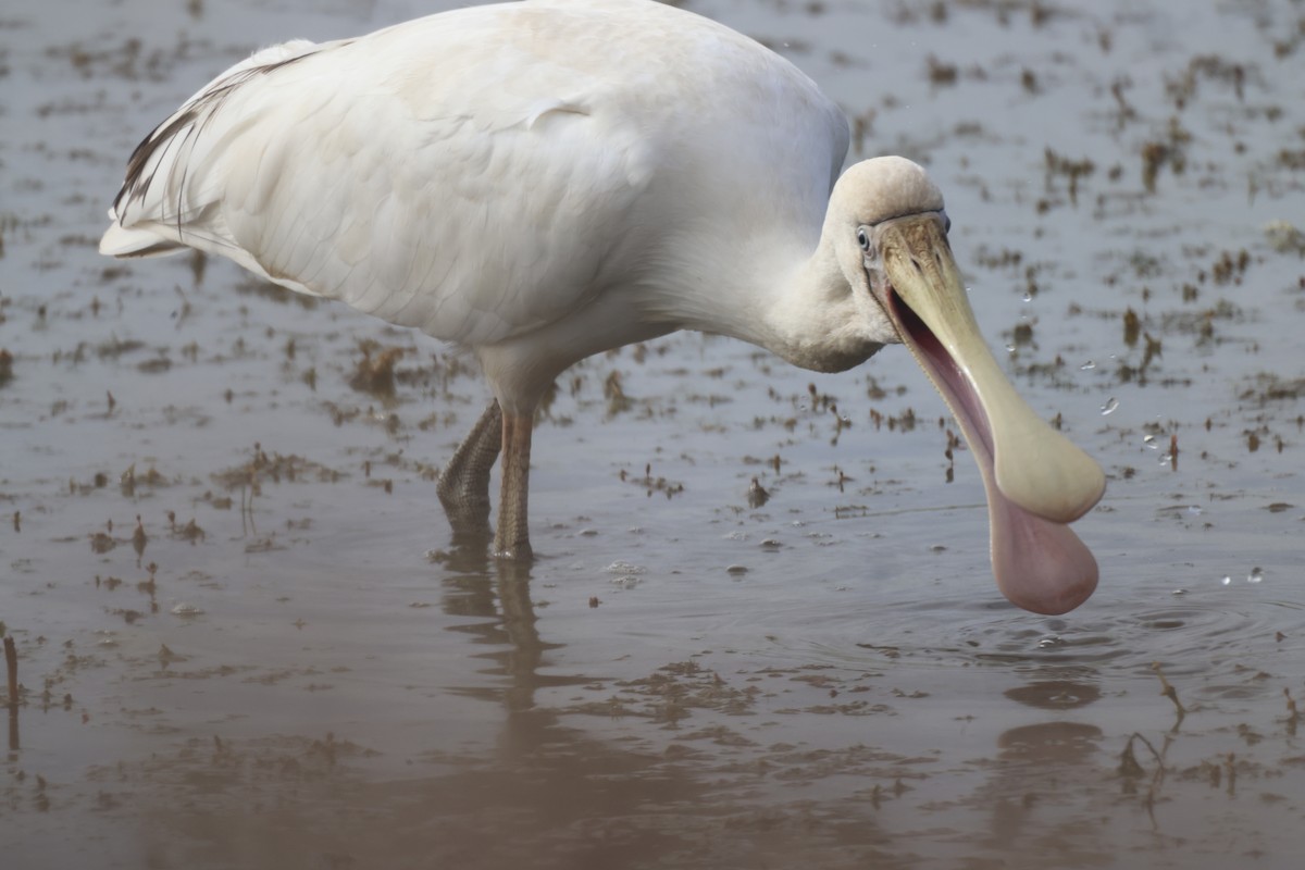 Yellow-billed Spoonbill - GEOFFREY SHINKFIELD