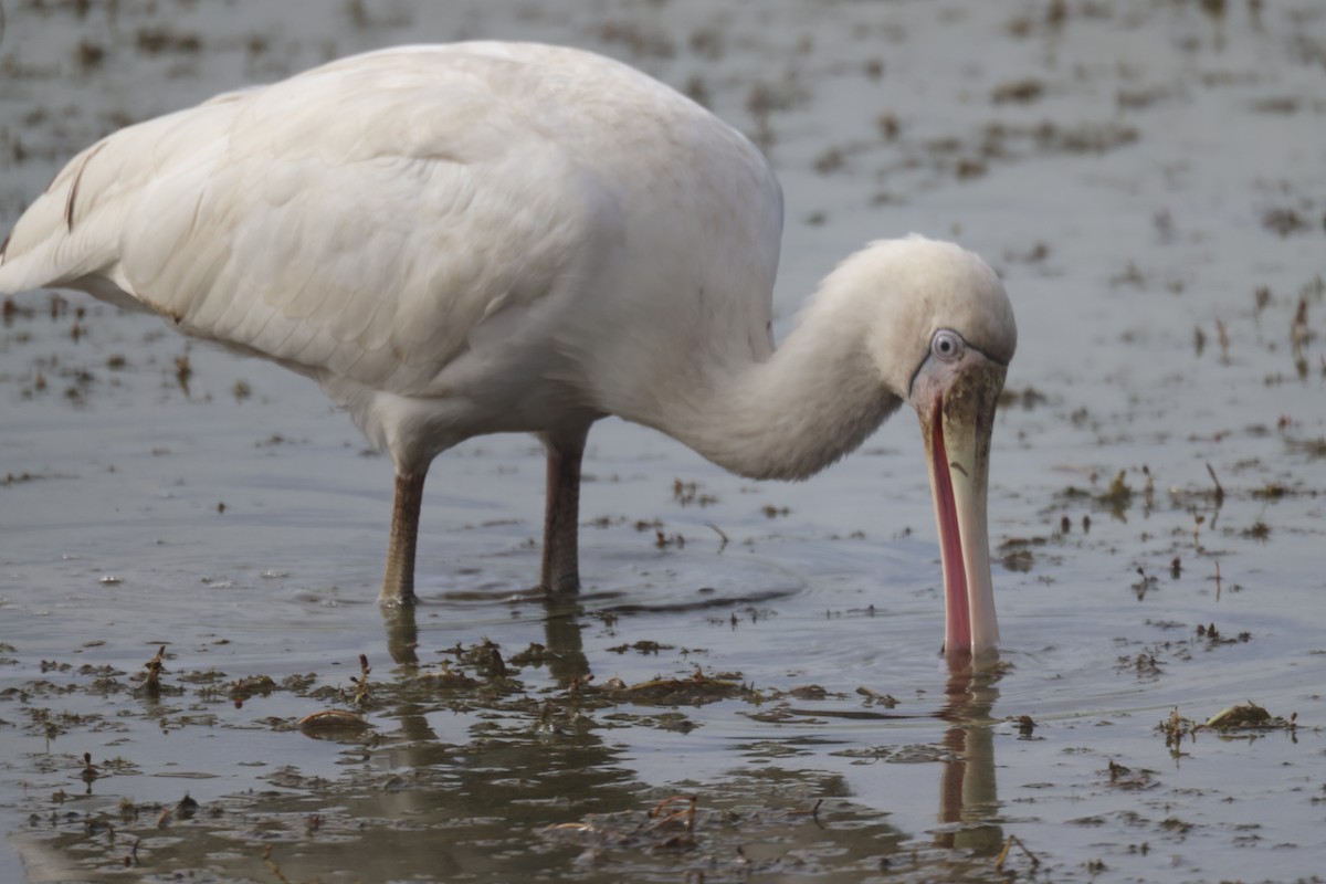 Yellow-billed Spoonbill - GEOFFREY SHINKFIELD