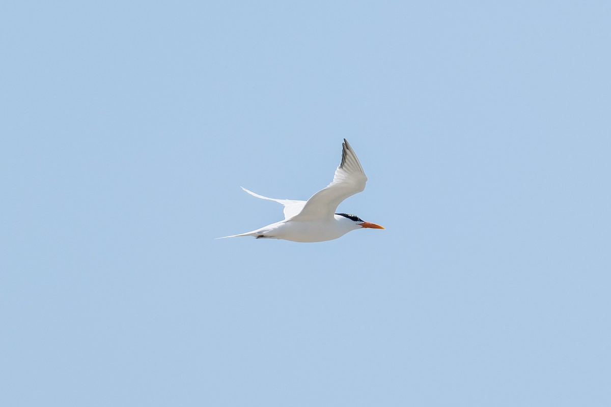 Royal Tern - Ruslan Balagansky