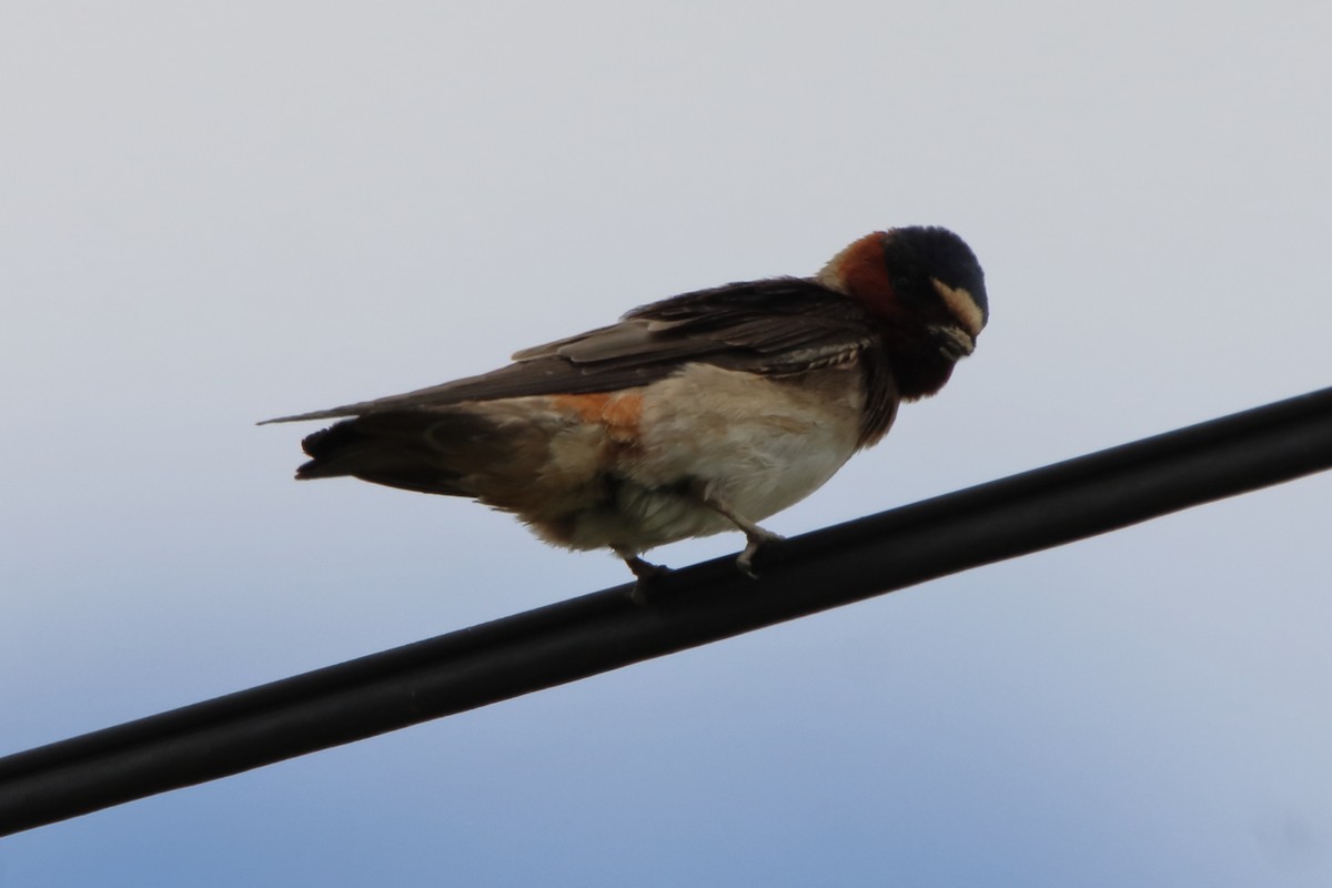 Cliff Swallow - Dave Brown