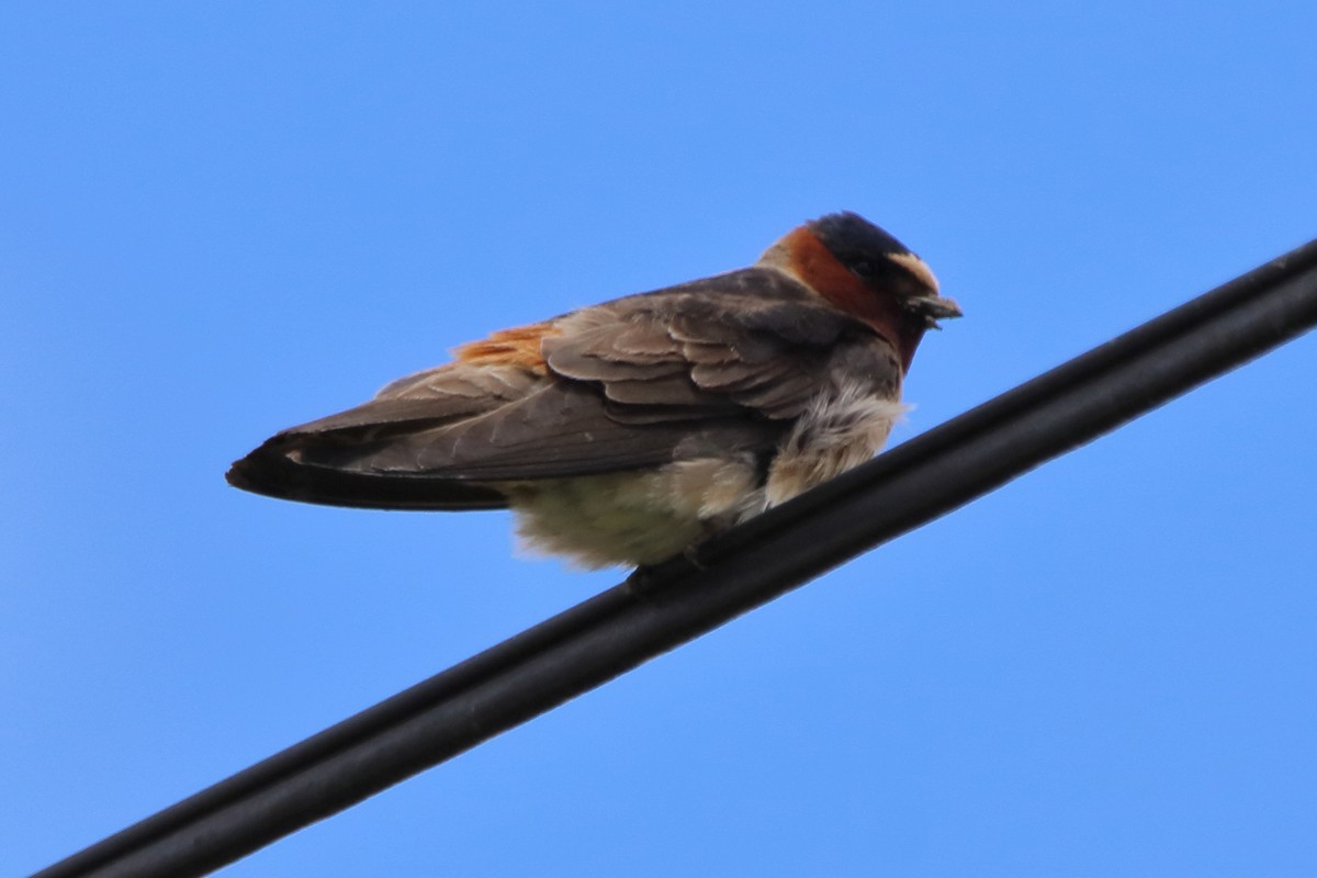 Cliff Swallow - Dave Brown