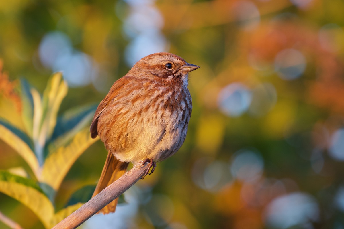 Song Sparrow - Yvan Sarlieve