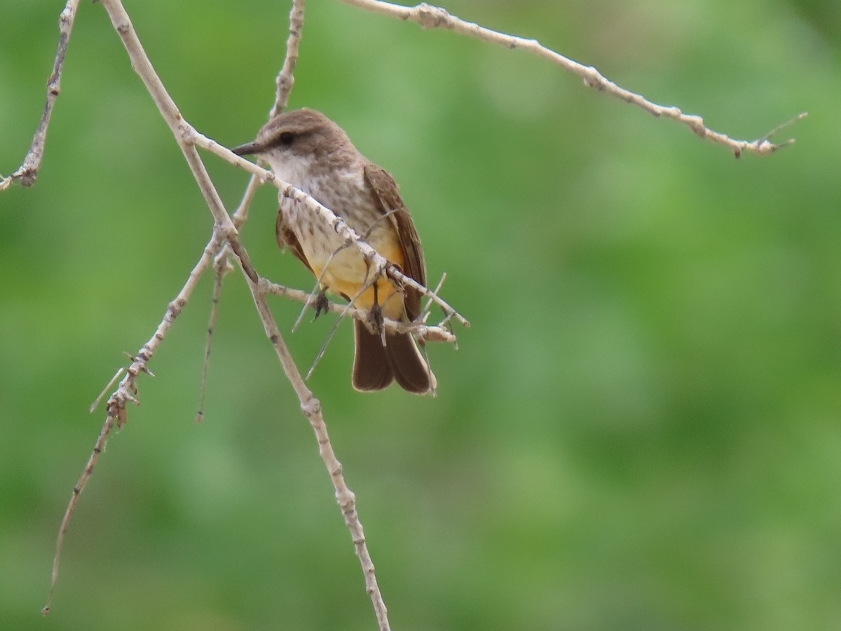 Vermilion Flycatcher - ML618801207