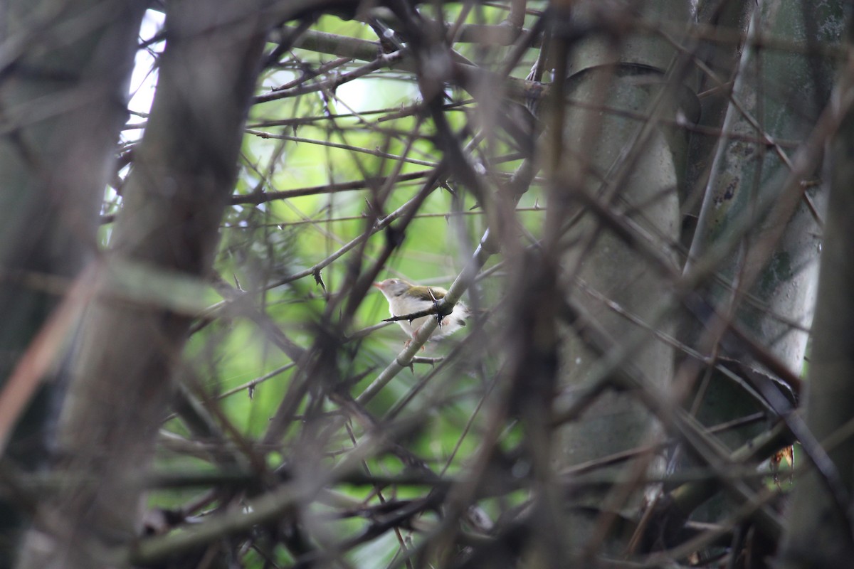 Common Tailorbird - Vishnu TS