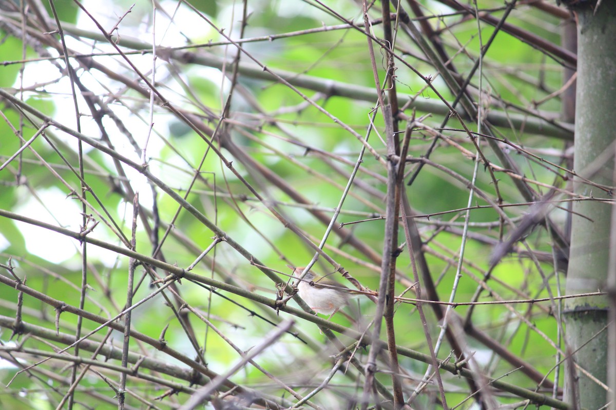 Common Tailorbird - Vishnu TS