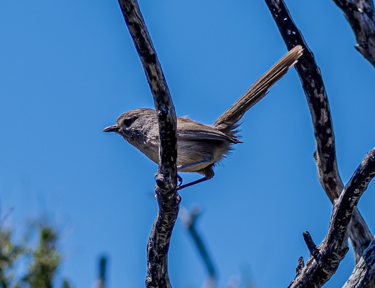 Wrentit - Arnold Joe