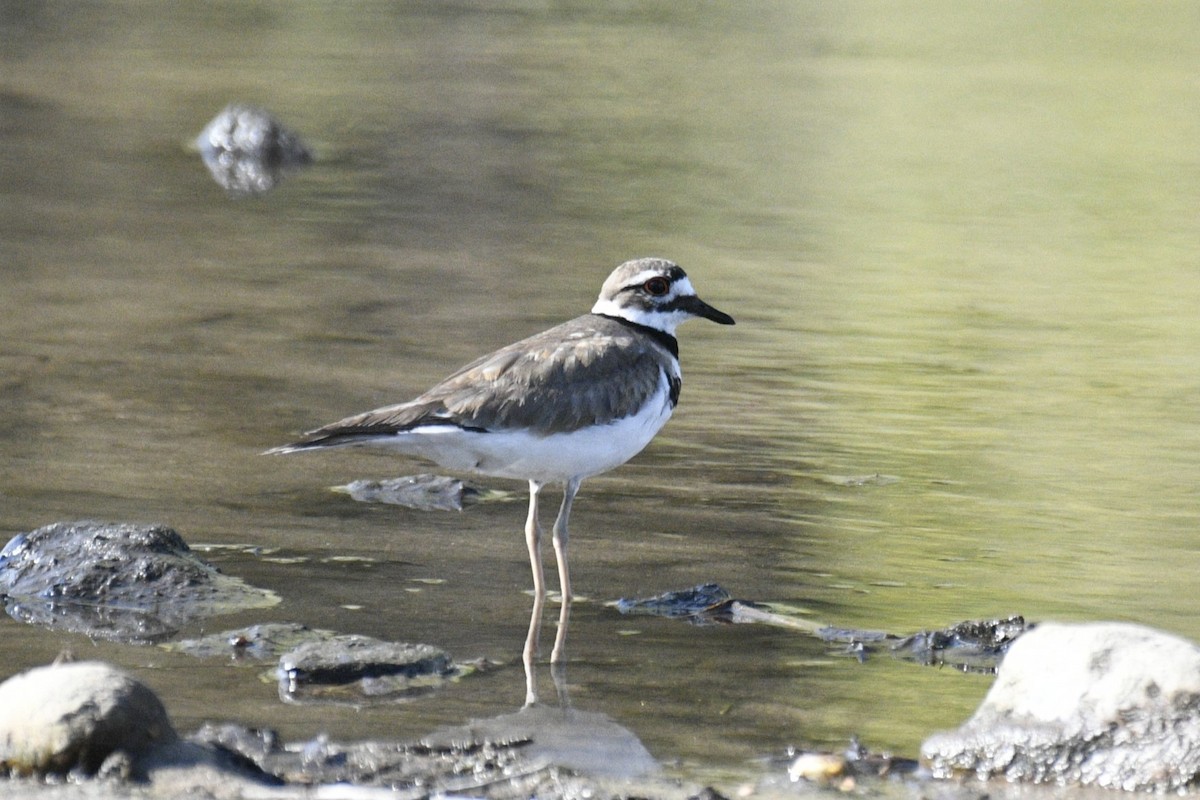 Killdeer - Joshua  Smith