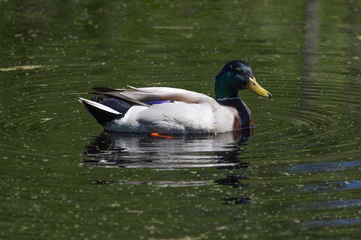 Mallard - John Reynolds