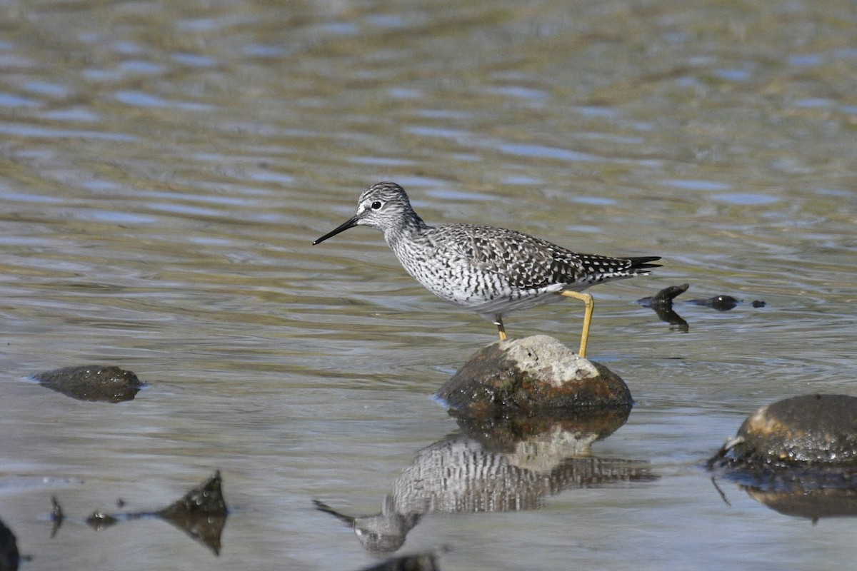 Lesser Yellowlegs - Joshua  Smith