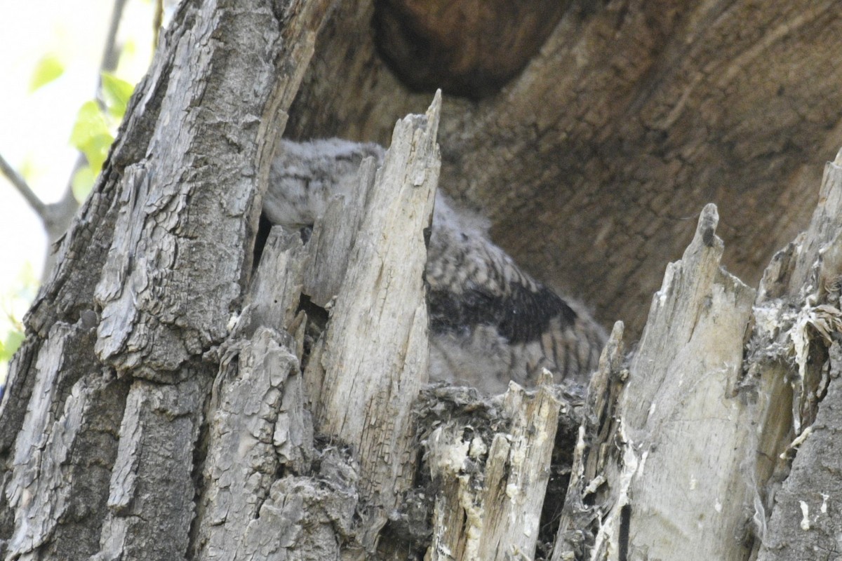 Great Horned Owl - Joshua  Smith