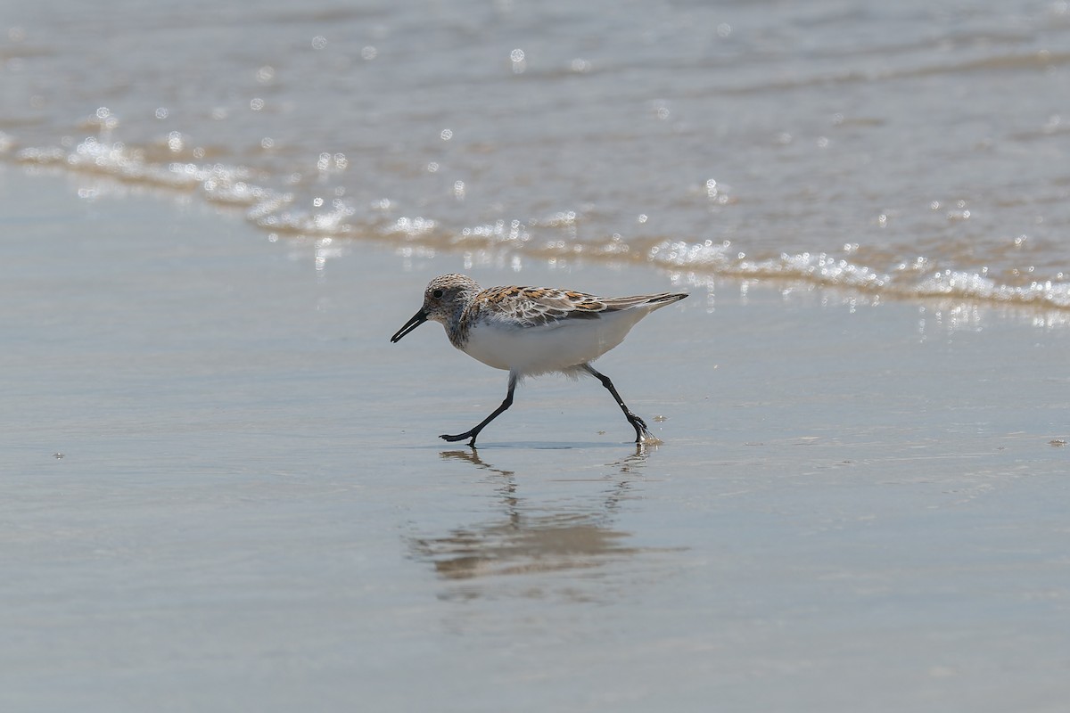 Sanderling - ML618801239