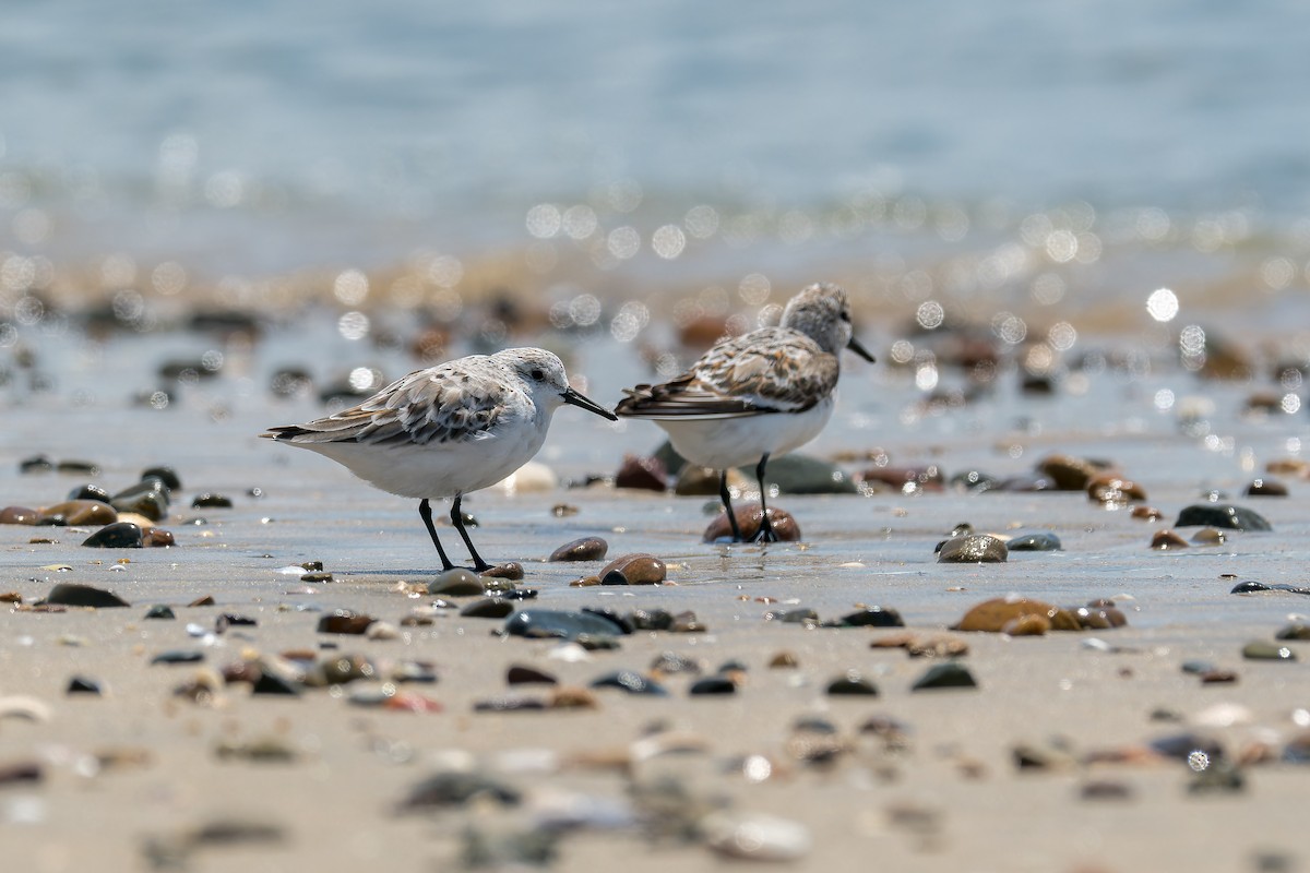 Sanderling - Ruslan Balagansky