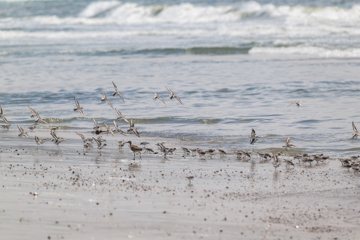 Sanderling - ML618801251