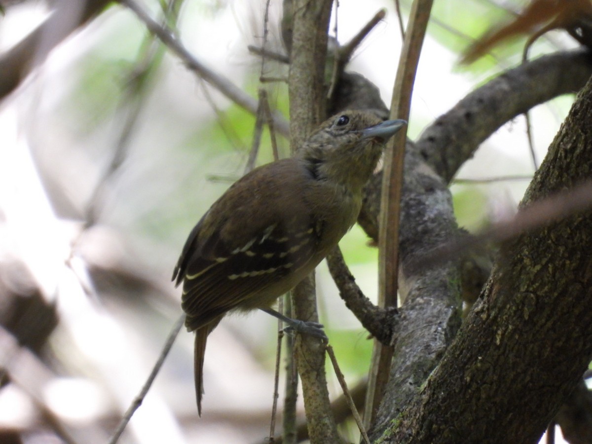 Black-crowned Antshrike - José Vargas Mena