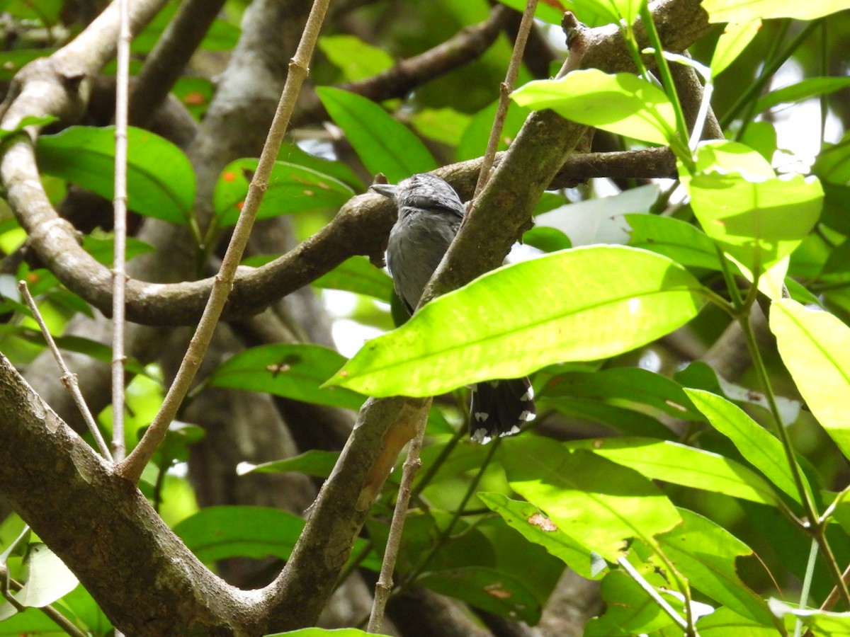 Black-crowned Antshrike - José Vargas Mena