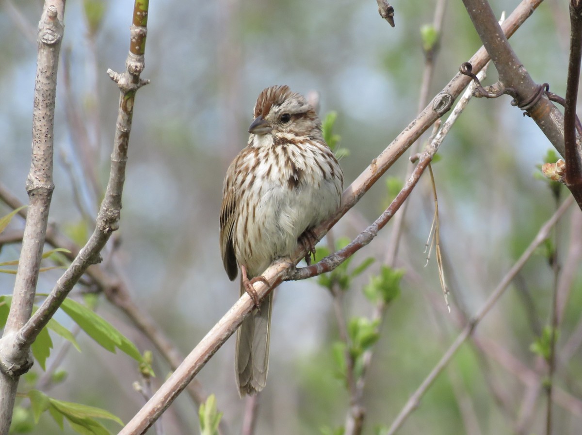 Song Sparrow - Gilbert Côté