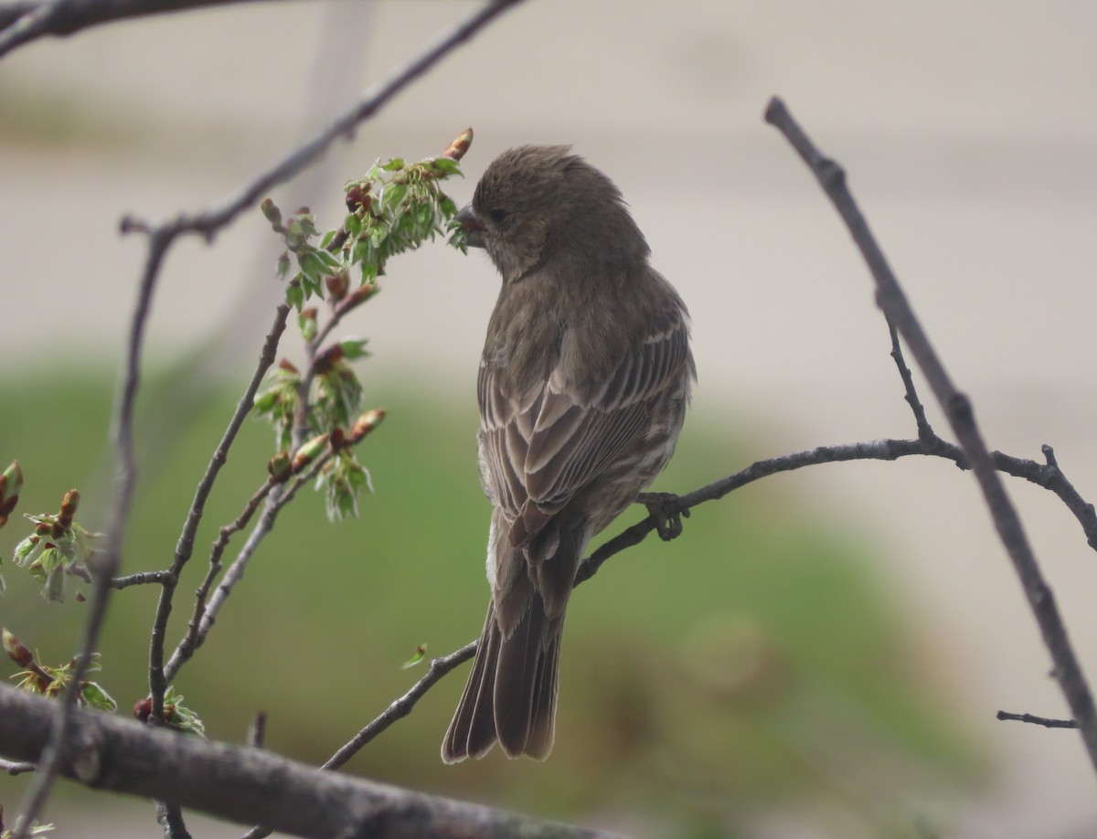 House Finch - Violet Kosack