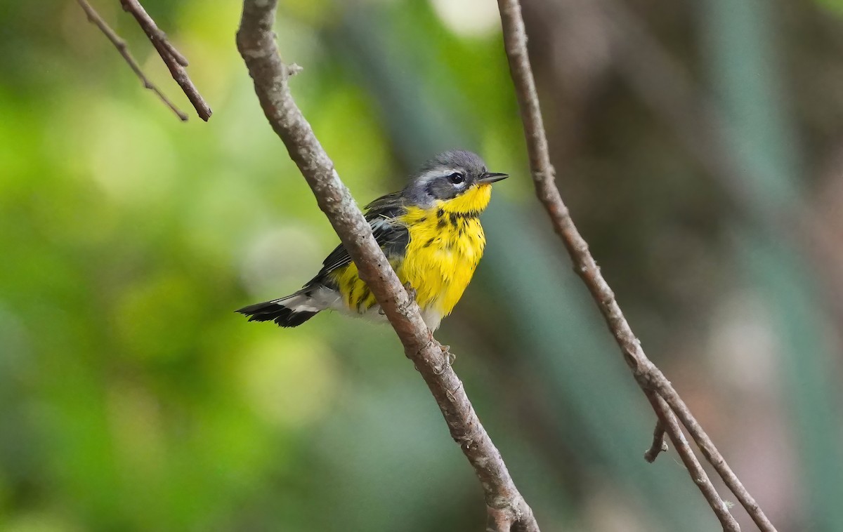 Magnolia Warbler - AJT BIRD