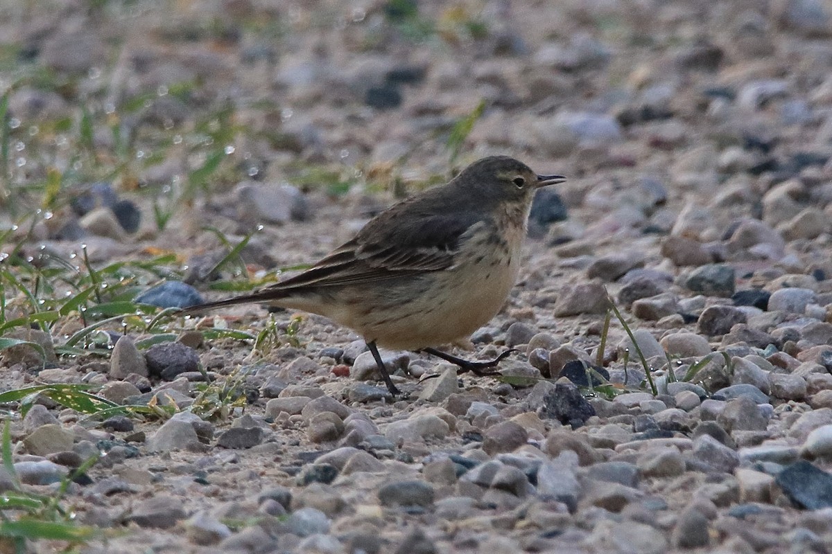 American Pipit - Dave Brown