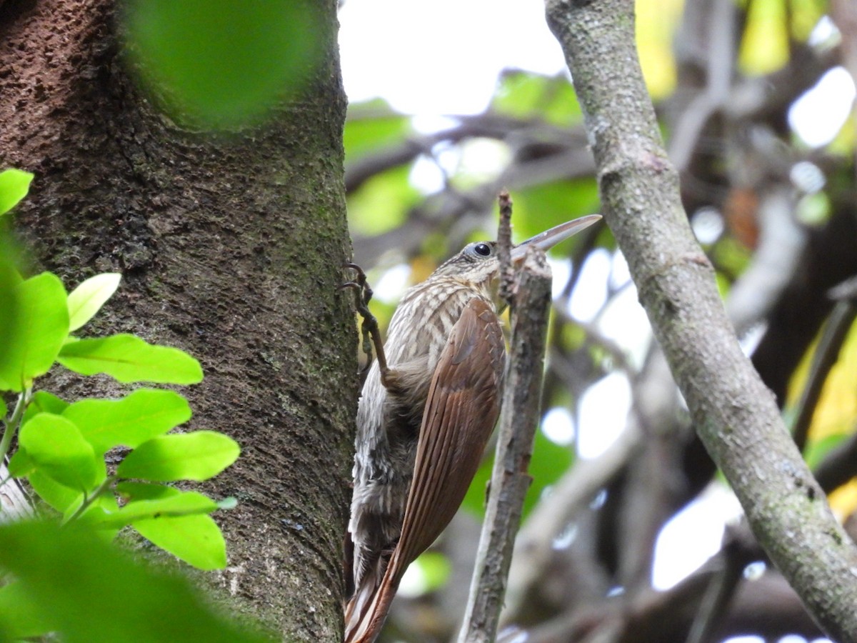 Ivory-billed Woodcreeper - José Vargas Mena