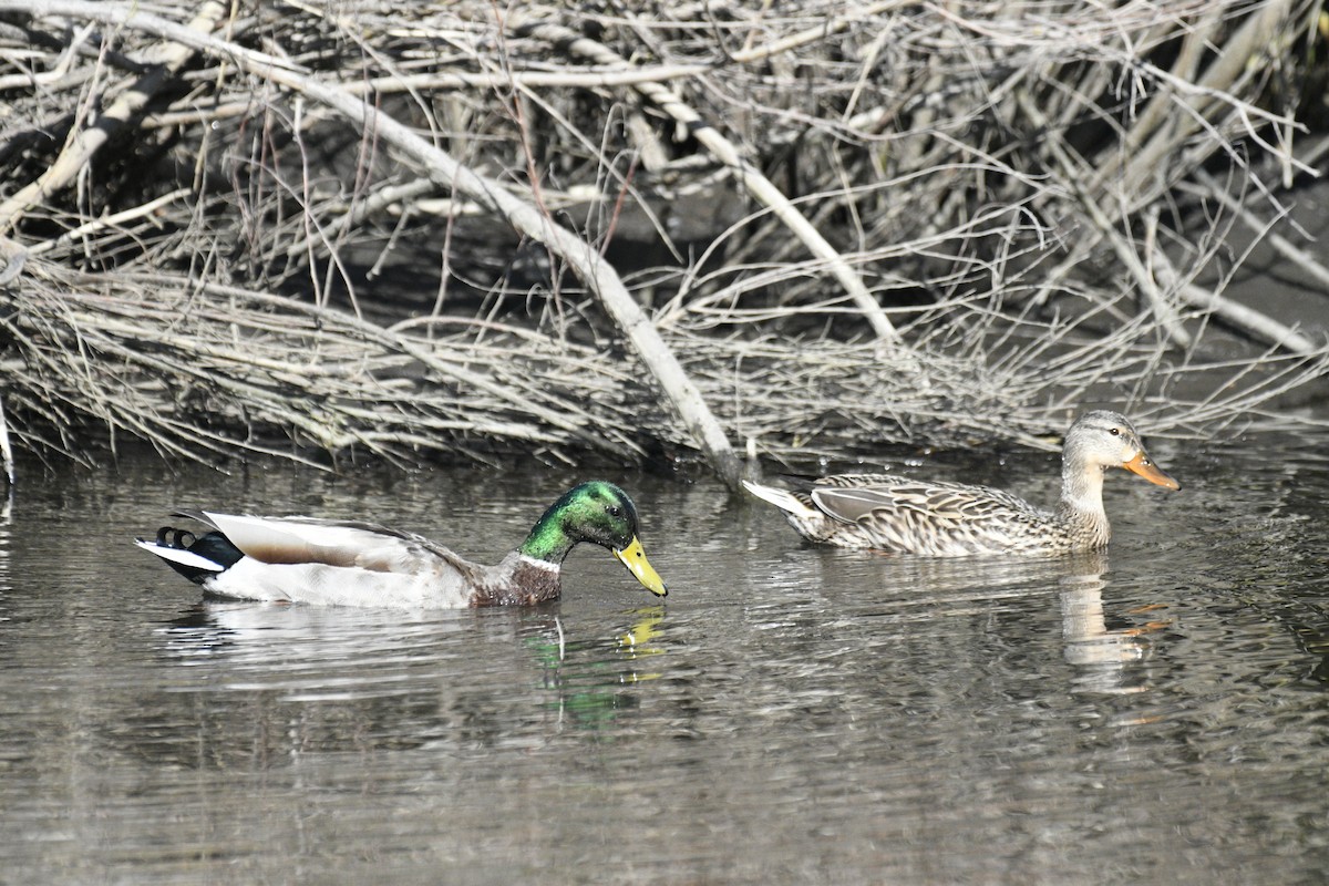 Mallard - Joshua  Smith