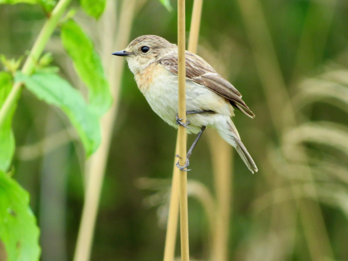 Siberian/Amur Stonechat - ML618801287