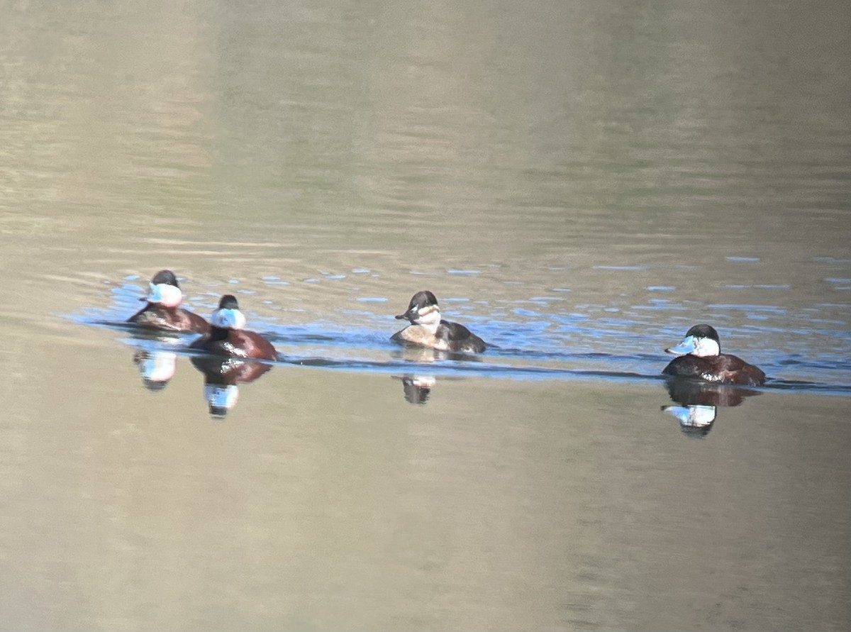 Ruddy Duck - Pam Cahn