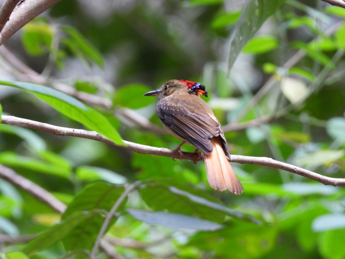 Tropical Royal Flycatcher - José Vargas Mena