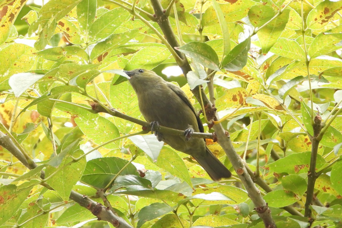 Palm Tanager - Licinio Garrido Hoyos