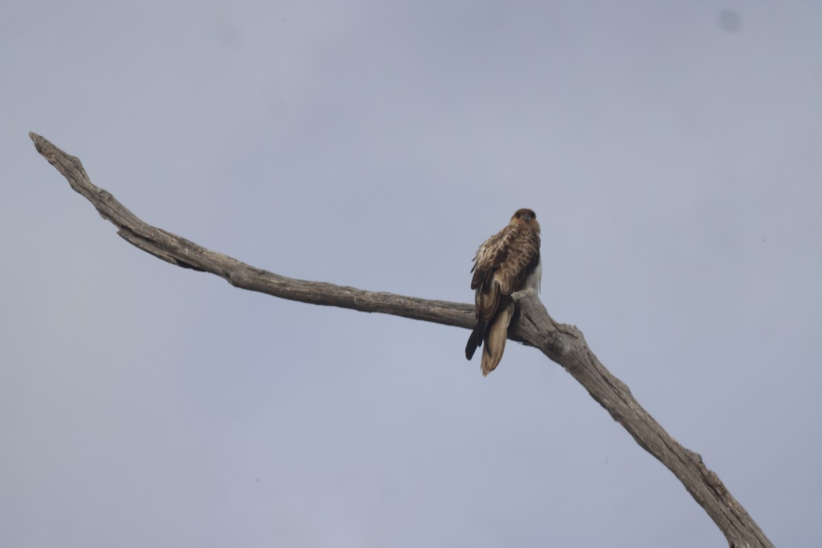 Whistling Kite - GEOFFREY SHINKFIELD