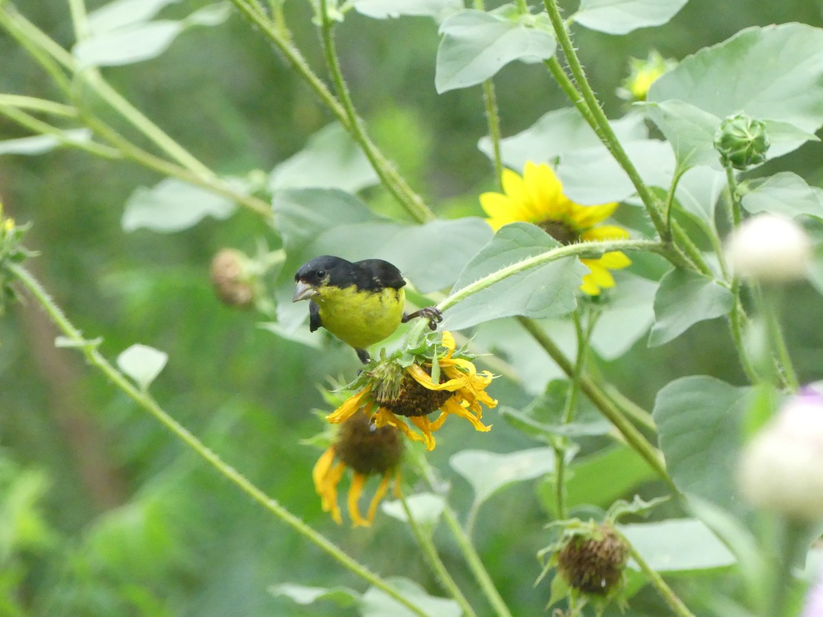 Lesser Goldfinch - Jeanine Merrill