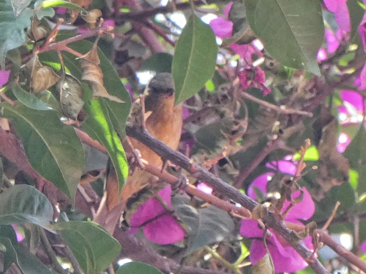 Cinnamon-bellied Flowerpiercer - ML618801340