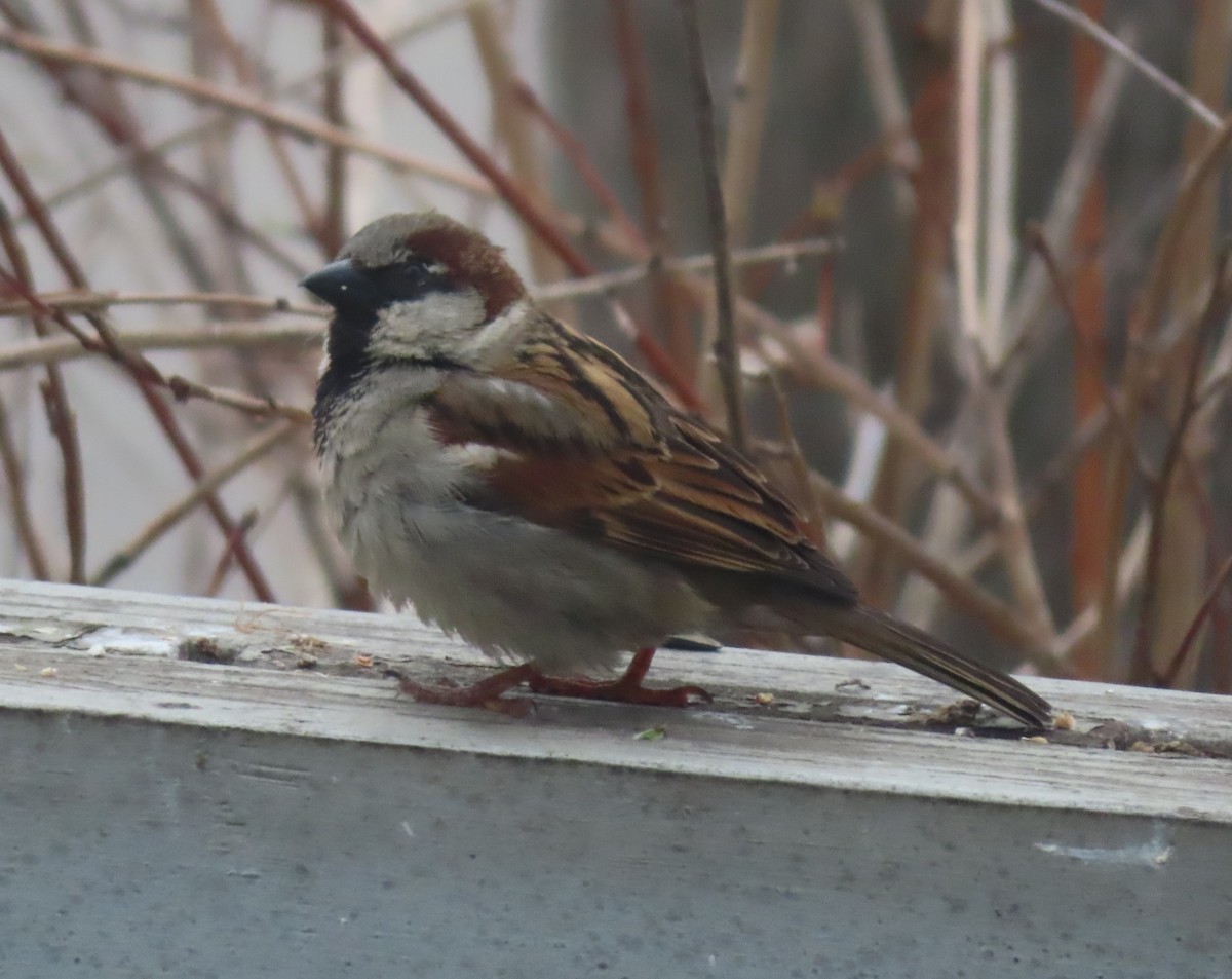 House Sparrow - Violet Kosack