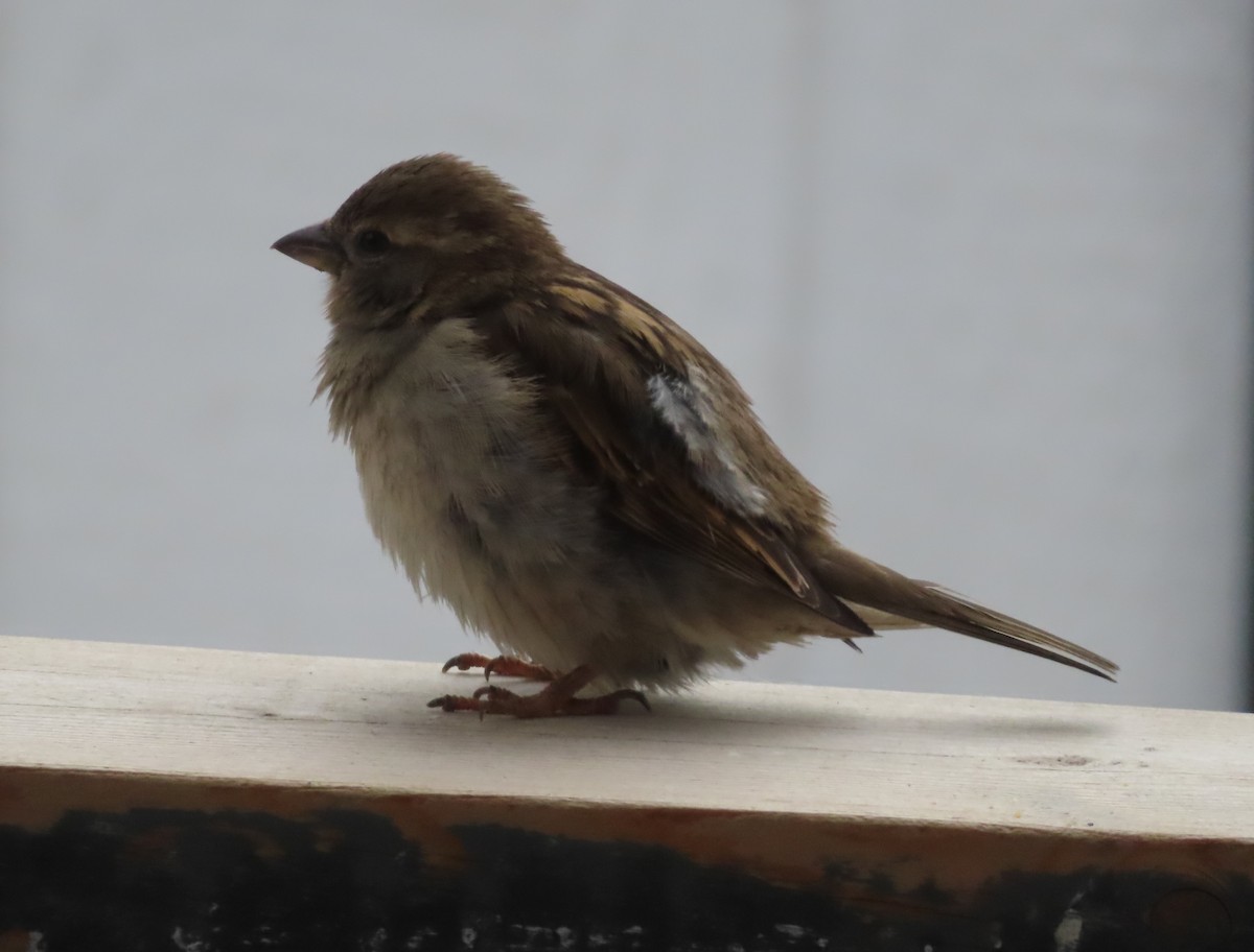 House Sparrow - Violet Kosack