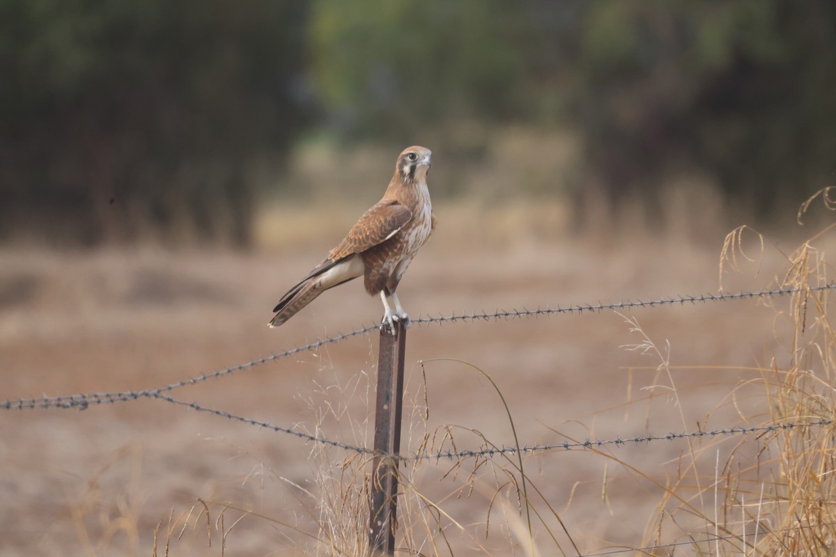 Brown Falcon - GEOFFREY SHINKFIELD