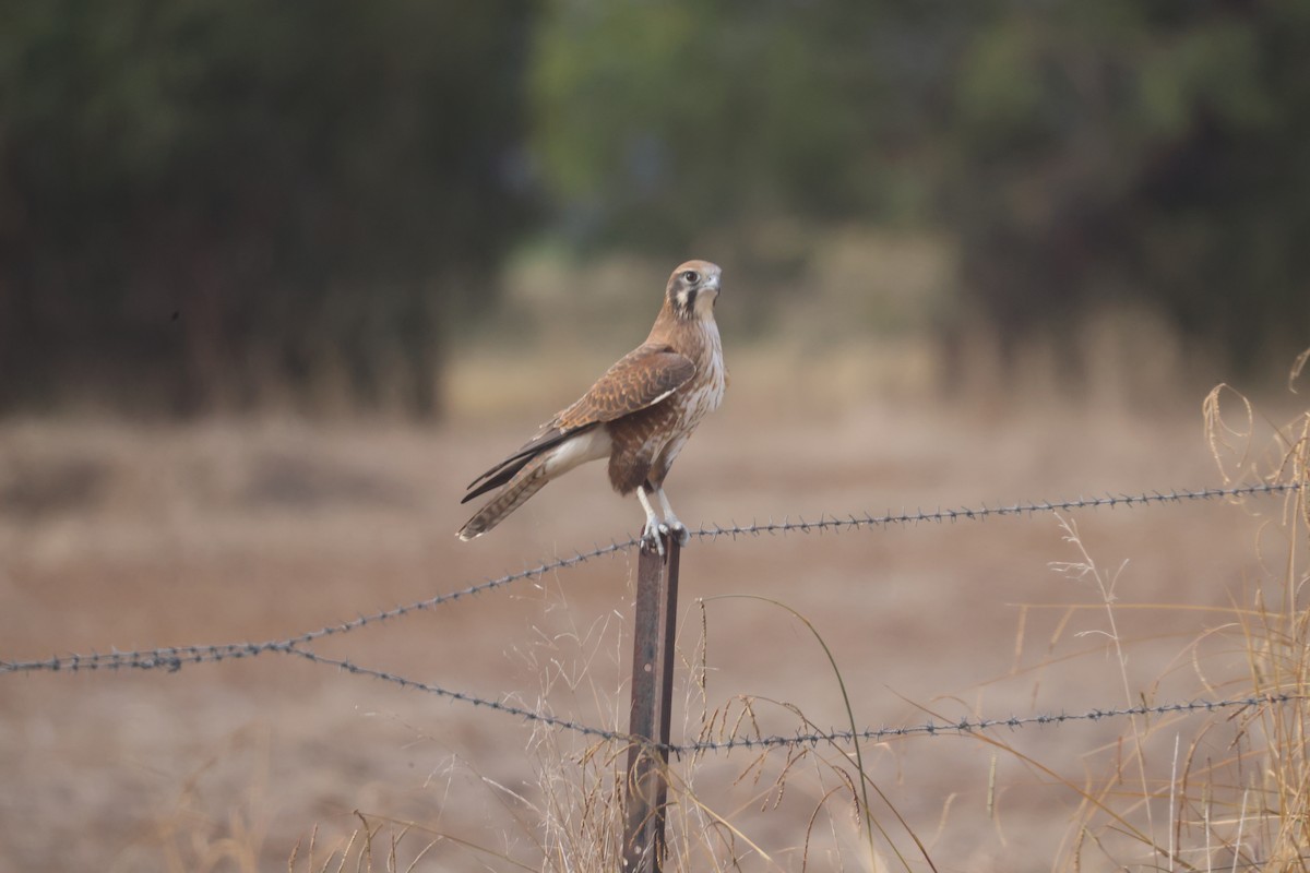 Brown Falcon - GEOFFREY SHINKFIELD