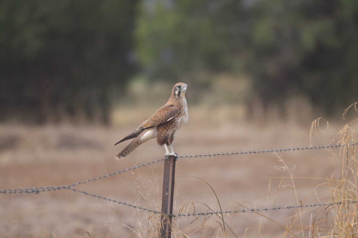 Brown Falcon - GEOFFREY SHINKFIELD