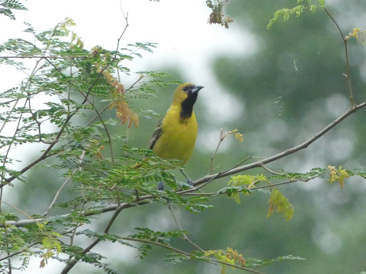 Orchard Oriole - Jeanine Merrill