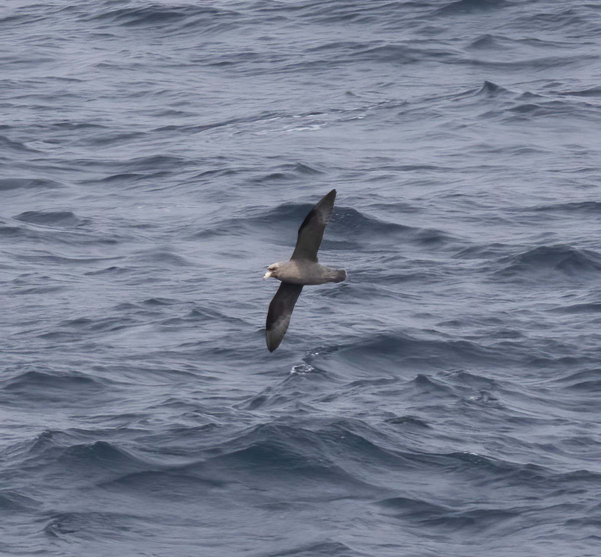 Northern Fulmar - Gary Rosenberg