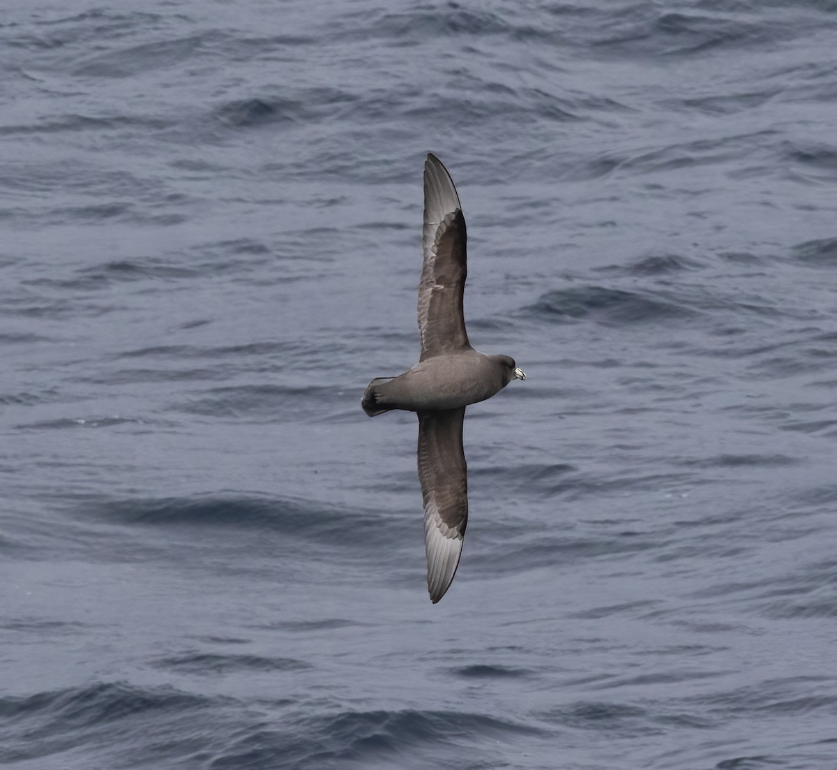 Northern Fulmar - Gary Rosenberg