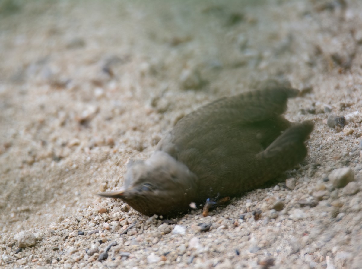 House Wren - ML618801401