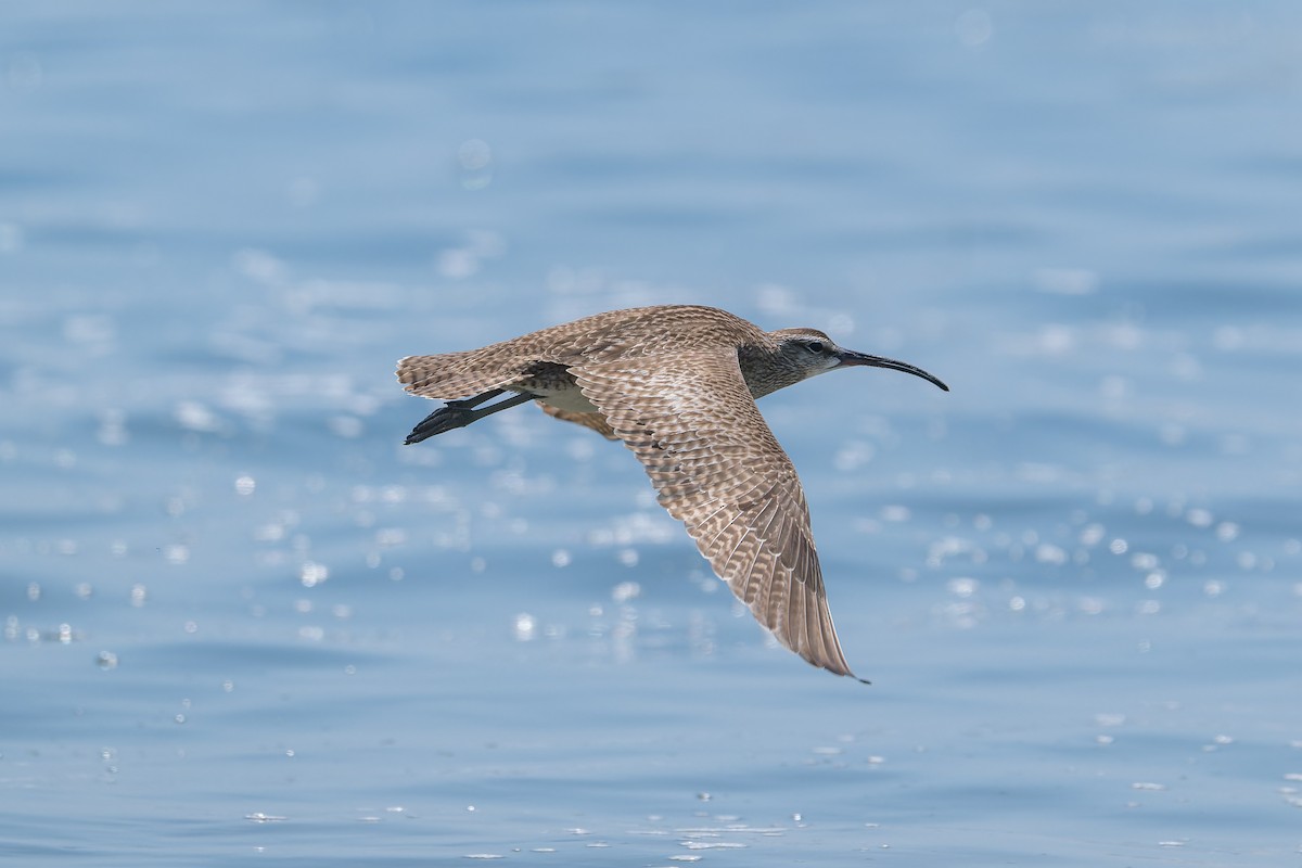 Whimbrel - Ruslan Balagansky