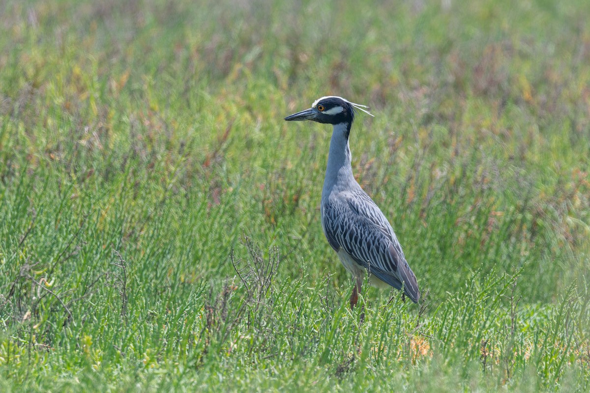 Yellow-crowned Night Heron - Ruslan Balagansky