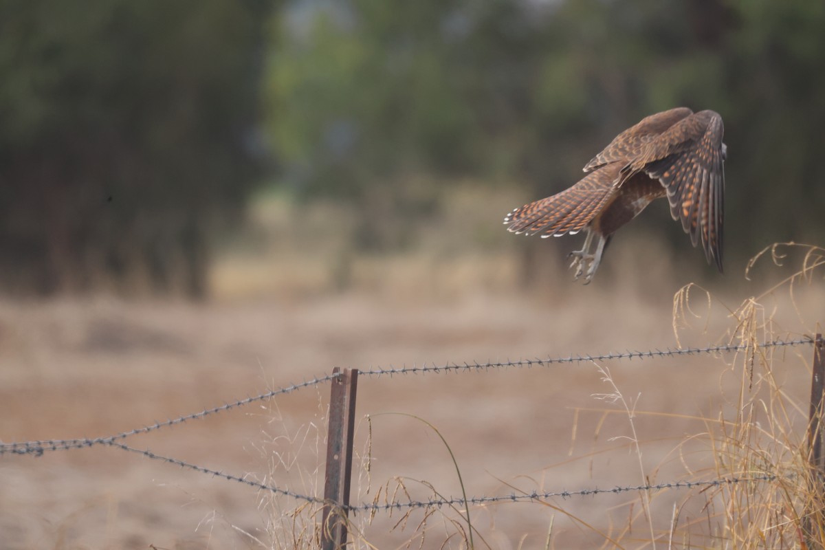 Brown Falcon - GEOFFREY SHINKFIELD