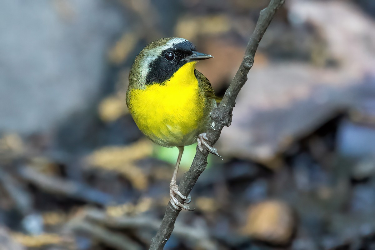 Common Yellowthroat - Bradley Kane