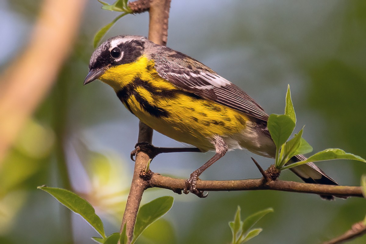 Magnolia Warbler - Bradley Kane