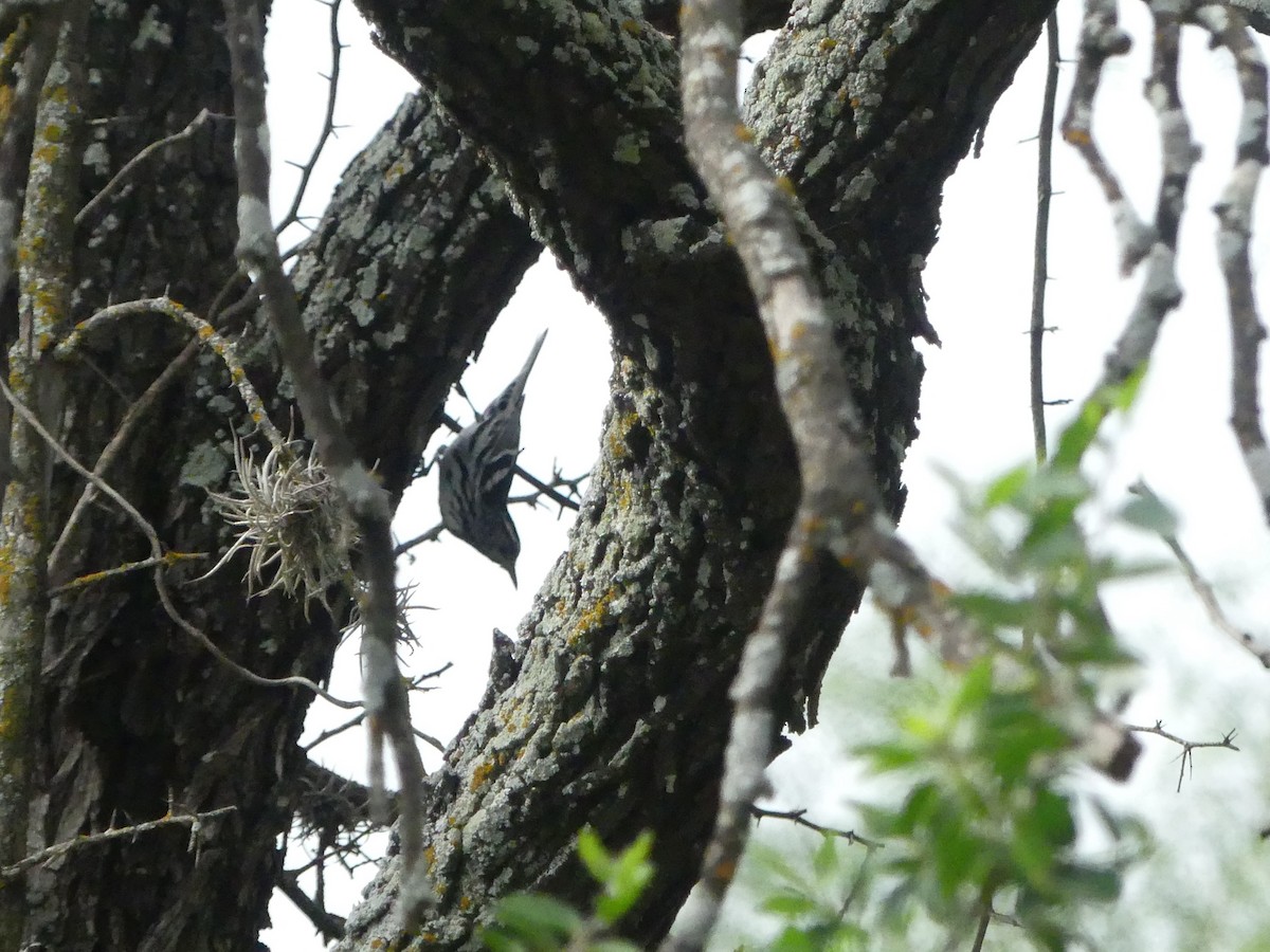 Black-and-white Warbler - Jeanine Merrill