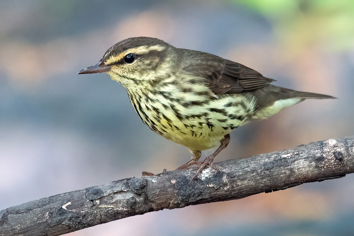 Northern Waterthrush - Bradley Kane