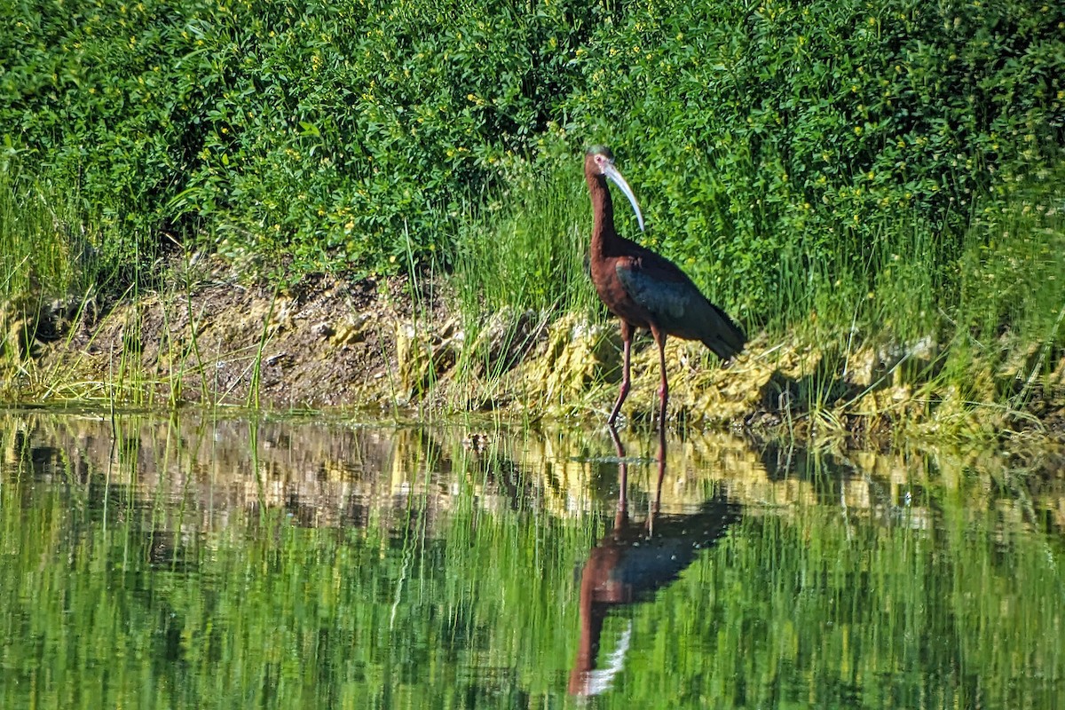 White-faced Ibis - Richard Fray