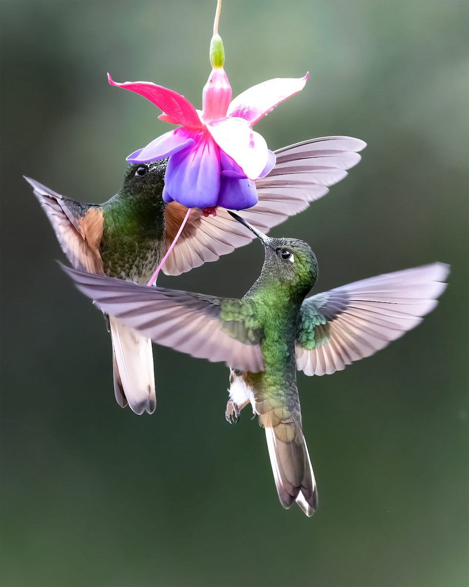 Buff-tailed Coronet - Kevin Ocampo | Ocampo Expeditions Birding Tours